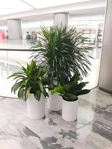 奉化绿化修剪公司